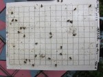 10 frame first mite count