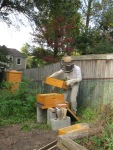 Inspecting the hives